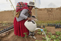 Mejora de la calidad de vida de la comunidad indígena quechua de Tuiruni Grande