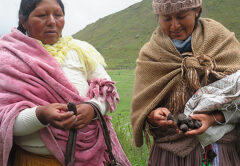 Dotación de sistemas de agua potable a las comunidades quechuas de Piusilla, Ura Parangani  y Lampaya